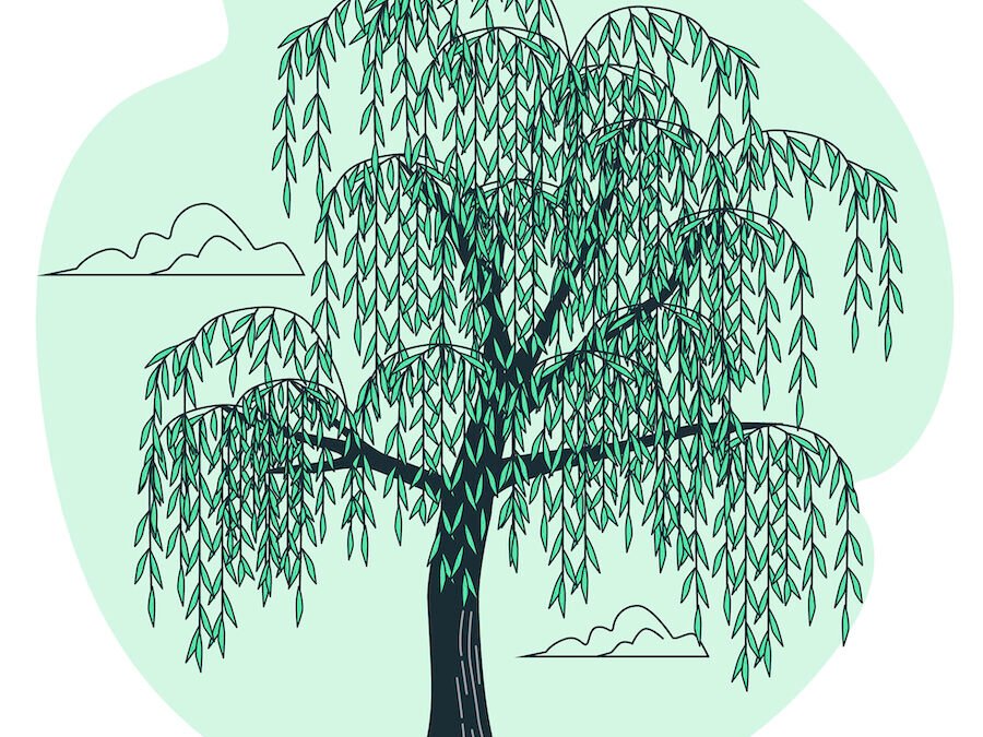 Tree Management for Homeowners: A Guide to Healthy, Safe, and Beautiful Trees