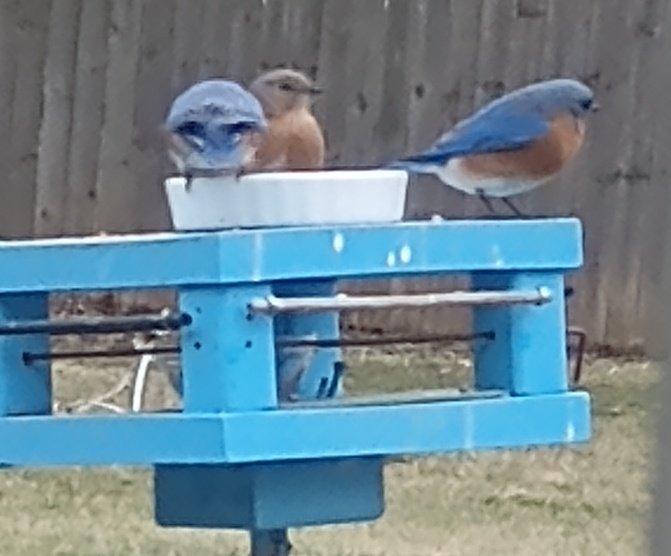 Bluebirds in the Hood
